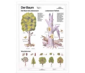 DUO Der Baum Teil I / Lernkarte