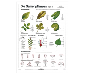 DUO Samenpflanzen Teil II / Lernkarte
