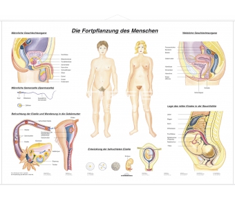 DUO Fortpflanzung des Menschen / Lernkarte