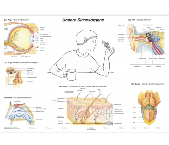 DUO Unsere Sinnesorgane / Lernkarte