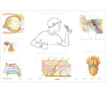 DUO Unsere Sinnesorgane / Lernkarte