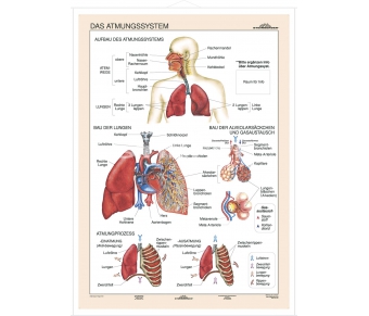DUO Das Atmungssystem / Lernkarte