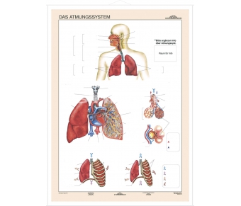 DUO Das Atmungssystem / Lernkarte