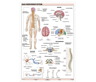 Nervensystem