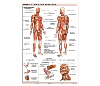 DUO Das Muskelsystem