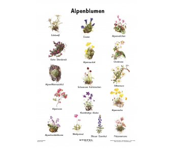 Alpenblumen