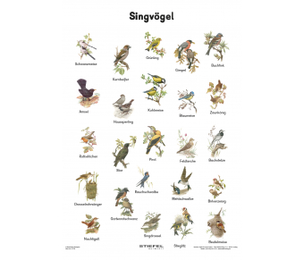 Singvögel