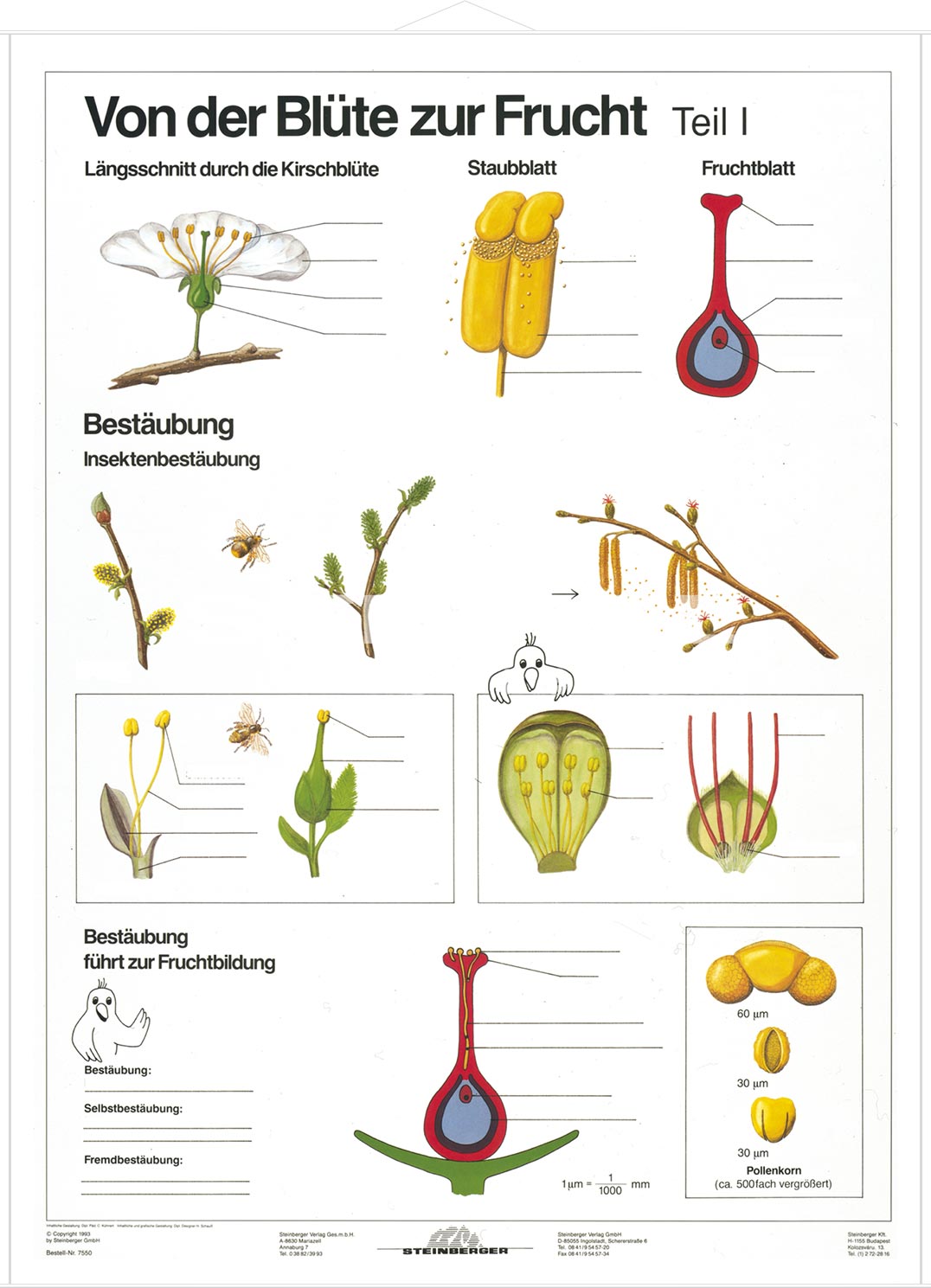 DUO Blüte zur Frucht Teil I / Lernkarte Lerndino.de