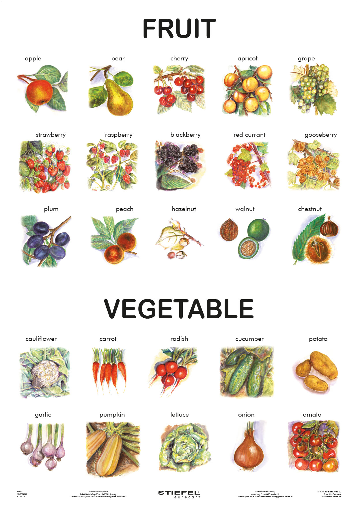 Heimisches Gemüse Lerndino.de