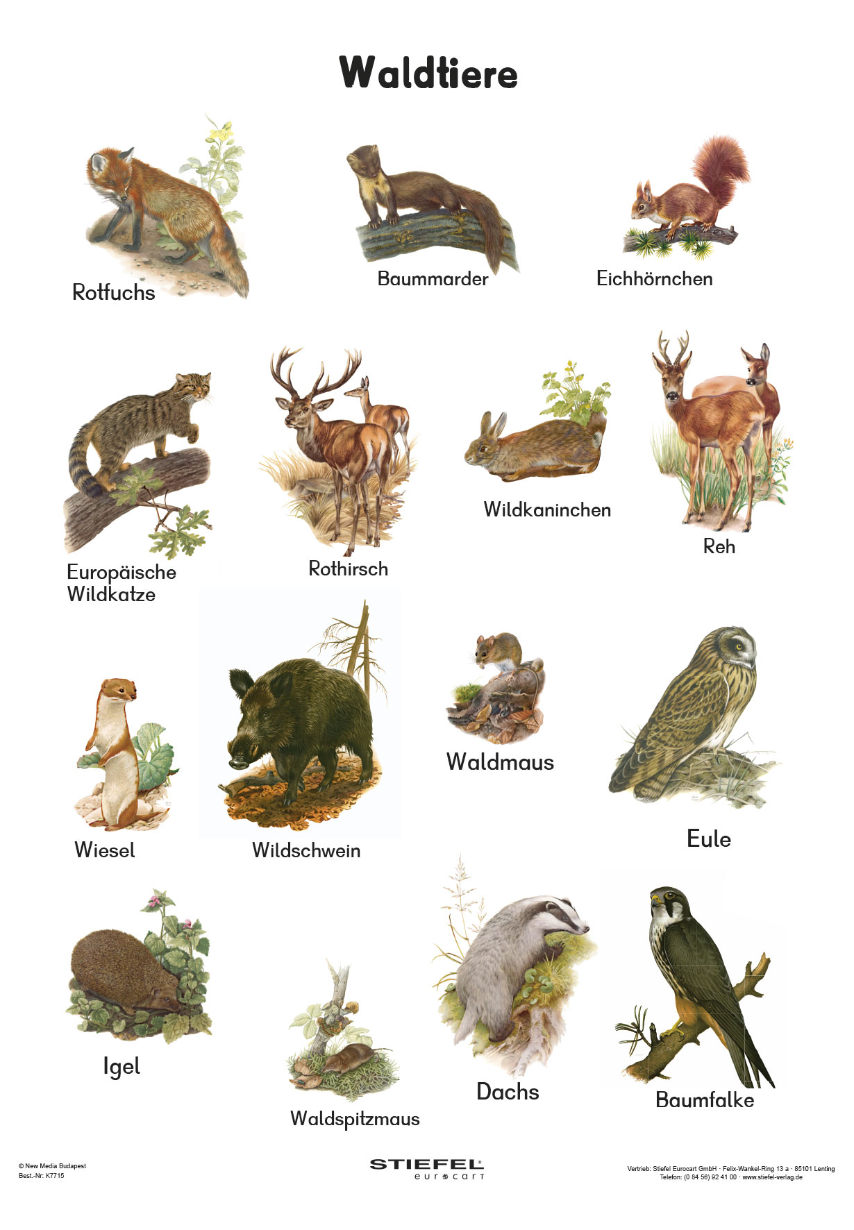 Waldtiere - Lerndino.de