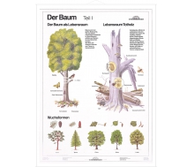 DUO Der Baum Teil I / Lernkarte