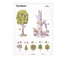 DUO Der Baum Teil I / Lernkarte