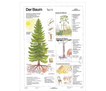 DUO Der Baum Teil II / Lernkarte