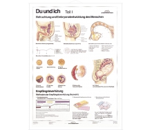 DUO Du und Ich - Sexualkunde / Lernkarte