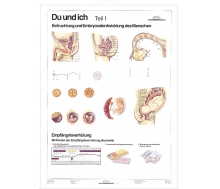 DUO Du und Ich - Sexualkunde / Lernkarte