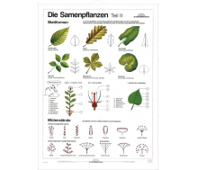 DUO Samenpflanzen Teil II / Lernkarte