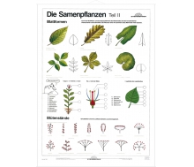 DUO Samenpflanzen Teil II / Lernkarte