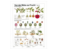 DUO Blüte zur Frucht Teil II / Lernkarte