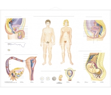 DUO Fortpflanzung des Menschen / Lernkarte