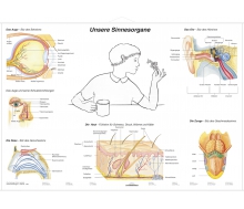 DUO Unsere Sinnesorgane / Lernkarte
