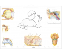 DUO Unsere Sinnesorgane / Lernkarte