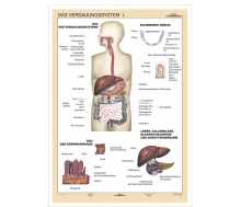 DUO Verdauungssystem Teil I / Lernkarte