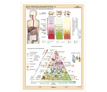 DUO Verdauungssystem Teil II / Lernkarte