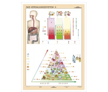 DUO Verdauungssystem Teil II / Lernkarte