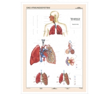 DUO Das Atmungssystem / Lernkarte