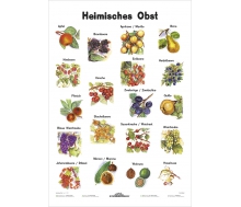 Heimisches Obst - Lernposter Kleinformat