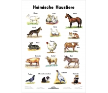 Heimische Haustiere - Lernposter Kleinformat