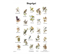 Singvögel